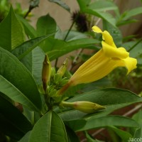 Allamanda schottii Pohl
